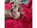 Dachshund Puppy for sale in Barstow, CA, USA
