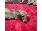 Dachshund Puppy for sale in Barstow, CA, USA
