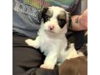 Yorkshire Terrier Puppy for sale in Glen Daniel, WV, USA