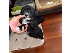 Bichon Frise Puppy for sale in Harbor City, CA, USA