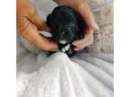 Mutt Puppy for sale in Carson City, MI, USA