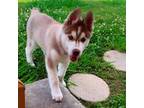 Siberian Husky Puppy for sale in New Orleans, LA, USA