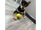Shiba Inu Puppy for sale in Ashland, KY, USA