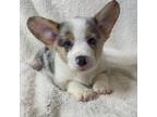 Pembroke Welsh Corgi Puppy for sale in Glendale, AZ, USA