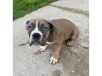 Mutt Puppy for sale in Milwaukee, WI, USA