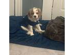 Cavalier King Charles Spaniel Puppy for sale in Fitchburg, MA, USA