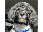 Poodle (Toy) Puppy for sale in Davenport, FL, USA