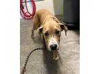 Adopt A689448 a Pit Bull Terrier, Mixed Breed
