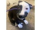 Adopt CHI-CHI a Pit Bull Terrier