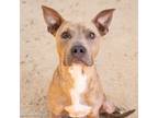 Adopt JASON a Pit Bull Terrier, Mixed Breed
