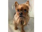Adopt MR PIBB a Yorkshire Terrier