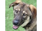 Adopt Cody - ECAS a Anatolian Shepherd, German Shepherd Dog