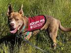 Adopt BOHDI a Ibizan Hound, Pit Bull Terrier