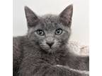 Adopt Dingo (bonded w/Wallaby) a Domestic Short Hair