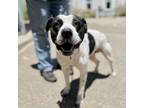 Adopt Marshall a Pit Bull Terrier