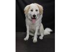 Adopt SAMMY a Great Pyrenees, Mixed Breed