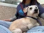 Adopt DOYER a Mixed Breed