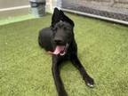 Adopt BLACKEE a Pit Bull Terrier, German Shepherd Dog