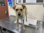 Adopt A1927510 a Terrier, Mixed Breed
