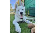 Adopt Marty a Siberian Husky