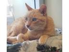 Adopt Hercules - Maui Cat a Domestic Short Hair