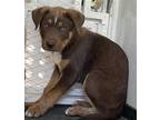 Adopt A132217 a German Shepherd Dog, Mixed Breed