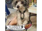 Adopt Tiny Tim - Missouri a Poodle