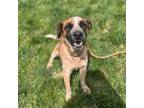 Adopt Muttley (Aether) a Cattle Dog
