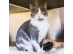 Adopt Smoke (Bonded with Kenneth) a Domestic Short Hair