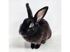 Adopt Eugene a Bunny Rabbit