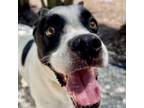 Adopt Sprout a Border Collie, Beagle