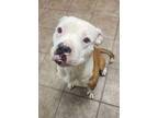 Adopt KOLY a Pit Bull Terrier, Mixed Breed
