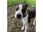 Adopt GATOR a American Staffordshire Terrier, Mixed Breed