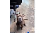 Adopt LIONEL a American Staffordshire Terrier, Mixed Breed