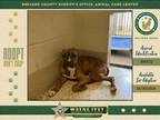 Adopt Snoop Doggy Dogg a Mixed Breed