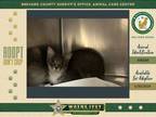 Adopt Jarvis a Domestic Short Hair
