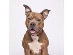 Adopt Meatloaf a Terrier