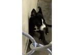 Adopt ABERCROMBIE a Mixed Breed