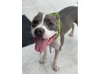 Adopt Z COURTESY LISTING: Diesel a Pit Bull Terrier