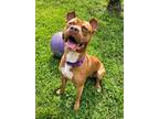 Adopt Copper a Terrier, Mixed Breed