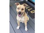 Adopt Cayde - IN FOSTER a Pit Bull Terrier, Mixed Breed