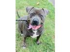 Adopt Bud a Pit Bull Terrier, Mixed Breed