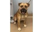 Adopt Ford Ox a Mixed Breed