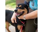 Adopt Azir - adopted a Mixed Breed