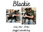 Adopt Blackie a Mixed Breed