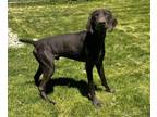 Adopt Clyde a German Shorthaired Pointer, Mixed Breed