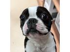 Adopt Domino 38431 a Boston Terrier