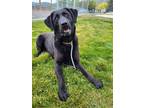 Adopt Arlo 41556 a Labrador Retriever