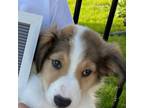 Adopt Eddy a Collie, Mixed Breed