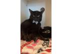 Adopt Anthony a Domestic Short Hair